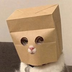Anonymous Cat's Logo