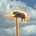 Bear On Pole