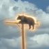 Bear On Pole's Logo