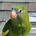 Bebe The Parrot