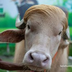 Buffalo Don's Logo