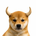 Bull Dog