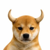 Bull Dog's Logo