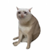 Cash Cat's Logo