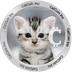 CatCoin Inu's Logo