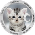 CatCoin Inu's Logo