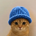 catwifhat (catwifhat.us)'s Logo
