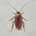 cockroach's logo