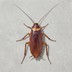 cockroach's Logo