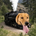 Dog-Headed Steam Train