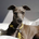 Dog saved by Grok