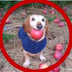 dog with apple in mouth's Logo