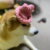 dogwifhat2's Logo