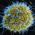 EbolaVirus's Logo
