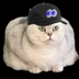 fomocat's Logo