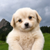 Gaejook The Puppy's Logo
