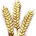 Grain