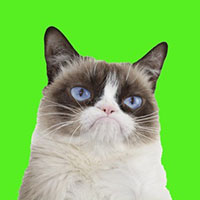 Grumpy Cat price now Live GRUMPY price marketcap chart and