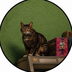GTA6CAT (thegta6cat.com)'s Logo