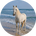 HORSE COIN