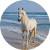HORSE COIN's Logo