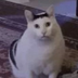 HUHCAT's Logo