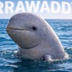  Irrawaddy dolphin's Logo
