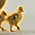 Justice for Goslings's Logo