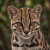Leopardus tilcayo's Logo