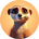 Memeerkat