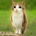 Meowl The Cat