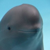 Miharu The Smiling Dolphin's Logo