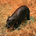 https://s1.coincarp.com/logo/1/new-born-haggis-pygmy-hippo.png?style=36&v=1730855016's logo