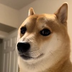 New Doge's Logo