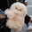 New Robotic AI Purse Pet's logo