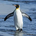 penguin tariff