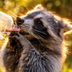Pepper The Raccoon's Logo