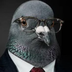 PIGEON's Logo