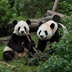 Ping Ping and Fu Shuang's Logo