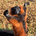 red ruffed lemur