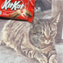 Remember KitKat's Logo