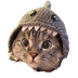 Shark Cat's Logo