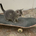 https://s1.coincarp.com/logo/1/skateboard-cat.png?style=36&v=1716000547's logo