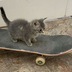 Skateboard Cat's Logo