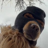 Ski Mask Dog Price Now, Live Ski Price, Marketcap, Chart, And Info 