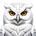Snowy Owl