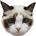 Taylor Swift's Cat BENJI's logo