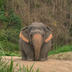 The Chubby Elephant's Logo