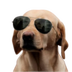 The Crypto Dog's Logo