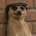 The Meerkat Meme